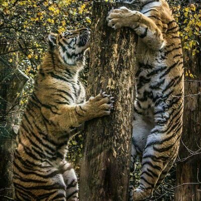 PcdogmacWeber's profile picture. profesora, ingeniera, abogada.
Activista en pro del bienestar animal.