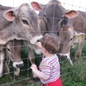 Milking registered Brown Swiss cows as a family since 1947. We love sharing the dairy life with you!