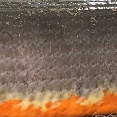 umejintan8131's profile picture. ヤモリ飼ってます 阪神タイガース