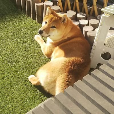 柴犬コタロウ Ftgf6rfhjhtdw0d Twitter 柴犬コタロウ Ftgf6rfhjhtdw0d Twitter