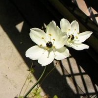 えあしゃ (@tfmuajsvdjnlvdp) 's Twitter Profile Photo