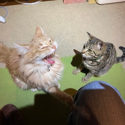 X85Cm2AxiwWJQZZ's profile picture. メインクーン♂のシンバと、保護猫タイガー♂のほのぼのな毎日🦁🐯 無言フォロー失礼します 猫好きさんと繋がりたい 前のアカウントはシンバが1歳を迎えたら年齢制限で凍結しました