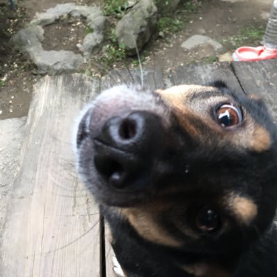 基本ROM専門です。Twitter活用できてません。