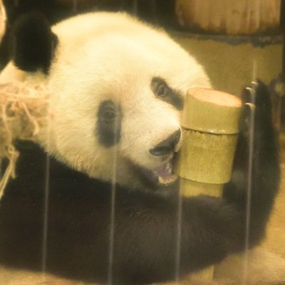 ふてぶてしいパンダちゃん 東京新聞のフィフィ 毎日新聞の花田 ハフポストの杉田水脈 バカなんじゃないかな