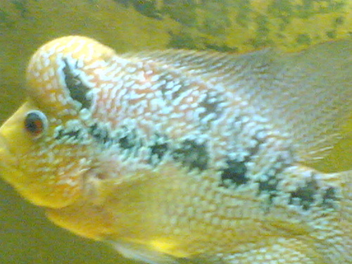 rcsc_06's profile picture. 