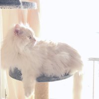 駄菓子 (@da_gashi96) Twitter profile photo