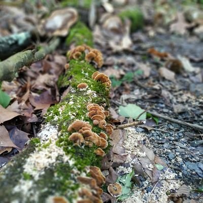 XabiGuru's profile picture. Postdoc at @FortwendelLab