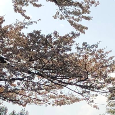 mioakamidori's profile picture. 