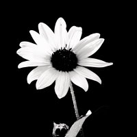 تغذية بصرية (@sn4s4) 's Twitter Profile Photo تغذية بصرية (@sn4s4) 's Twitter Profile Photo