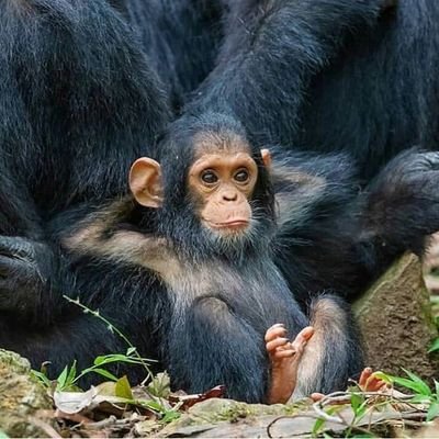 aja_fahrulloh's profile picture. funny