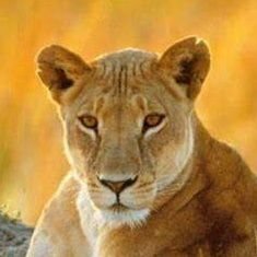 Smc491's profile picture. Brexiteer, True Brit, Seeker of truth and believe in Free Speech.