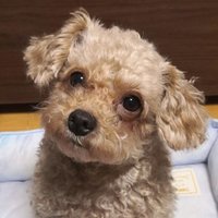 けんぼー (@kenboo0913) 's Twitter Profile Photo けんぼー (@kenboo0913) 's Twitter Profile Photo