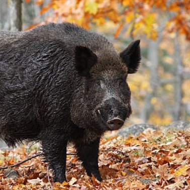Pain in the ass. Sadly not a real boar.
Software engineer.
