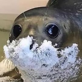 Etherial128's profile picture. I don't care how old you are, you are never too old for cartoons!!
#quenmarine