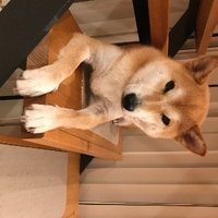 河上麻由子 (@vformzpan8xnxwc) 's Twitter Profile Photo