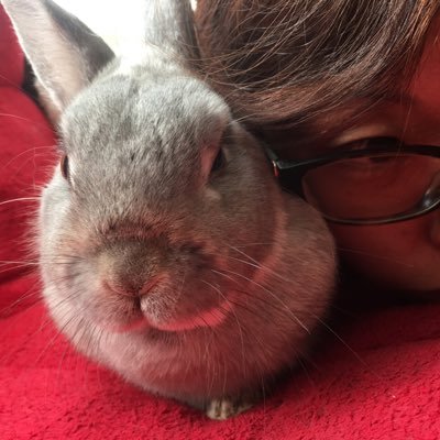 さおうさぎ 足元でゴロンは反則です D でも 一昨日からうん の調子が悪いのよね 病院も行ったけど お腹も張っ てないし 胃の中にも毛玉溜まってる感じはないしとの事 食欲全くないわけじゃないけど 減ってるし t t 心配よ ネザーランド