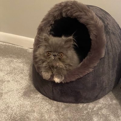 Crazy Persian Cat living my best life!! Follow me for some smiles & laughter at my expense!! Also on Instagram: Pablo_thepersian