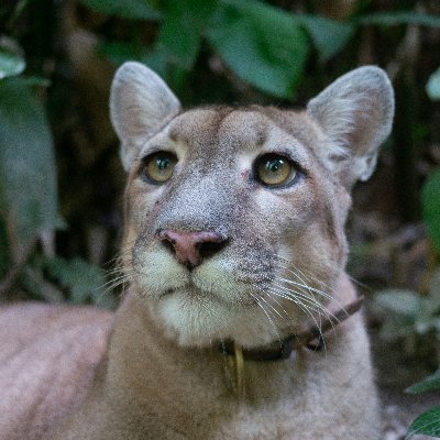 Bolivian NGO working with rescued wildlife / ONG boliviana de rescate y cuidado de vida silvestre.