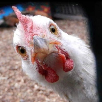 SuzanneBCarr1's profile picture. 