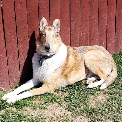 trgodandee's profile picture. Dog lover