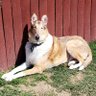 trgodandee's profile picture. Dog lover