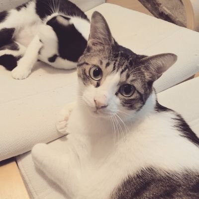 GLAYは人生。TERUさん大好き。メンバー4人で笑ってる瞬間が一番好き。
猫・生き物全般も愛でてます。
グレヲタさん・TERUさんファンの方(もちろん他のファンの方も)無言フォローOKです。よろしくお願いします。