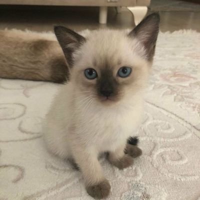 OguzhanKagan37's profile picture. 