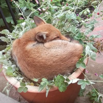 megablandfox's profile picture. Gay autistic fox formerly known as @VonPeirce (he,him) (30) (sometimes likes NSFW)