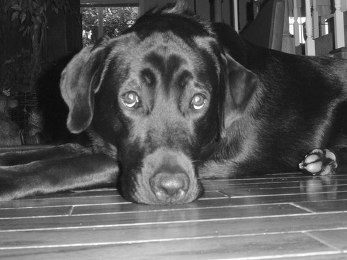 runrshi's profile picture. 