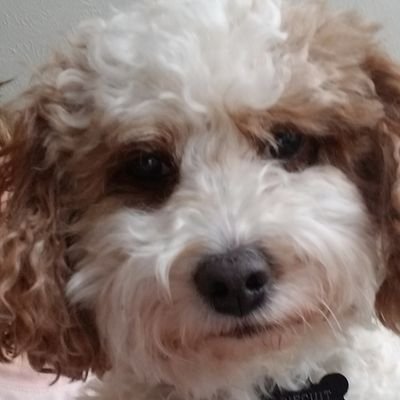 boxmonkey46's profile picture. 