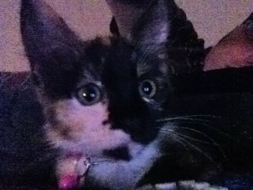 Extorting's profile picture. 