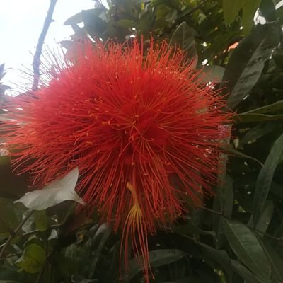 wilmanrua's profile picture. Comprometido etico-políticamente con la construcción de una sociedad mas justa, equitativa y democrática. Amante de la buena musica y la danza folclórica.