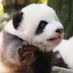 ? (@fengdingding999) Twitter profile photo ? (@fengdingding999) Twitter profile photo