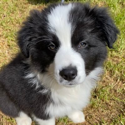 CollieBobby Profile Picture