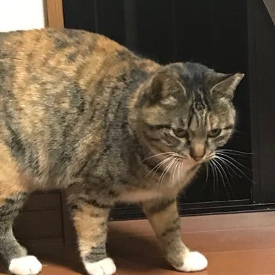 IUid45NKWgg6ZGn's profile picture. 都内でWebのお仕事をしている？人。ほどほどに、まったりやります。お散歩すき