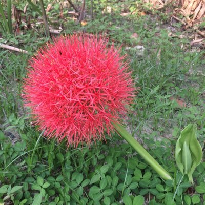 BenzGenesis's profile picture. 