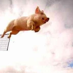 brantflys's profile picture. "Ad astra per alia porci" ("With sufficient thrust, pigs fly just fine.")