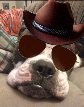 bulldog_ba's profile picture. 