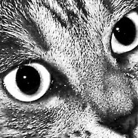 Geoff Wooldridge (@woolycrow) 's Twitter Profile