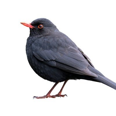 Pipp41029050's profile picture. Master of CPR, Dreamer of Dreams, Author of my life and my own thoughts. Thoughtfulness & kindness are well respected as are a good book,epic play or film.Human