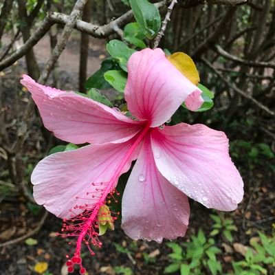 RoseGol77428065's profile picture. 