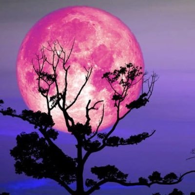 BlancheSM13's profile picture. Sorcerer #TowerofMagi  #CityofElderwood. (character in a Twitter- Verse Collective Story) Follow @AZATSikander @GenevieveGlenn @TemujinGhens @BlazeDavis5