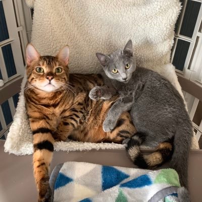 mig_harris's profile picture. 𓃠 Mig（bengal）ミグ 2019.4.11♂ / 𓃠 Harris（russianblue）ハリス2019.8.13♀ / ちょっとした疾患でペット流通から外されたこのコたちの里親になりました𓍯無言フォロー大歓迎ꔛ 𓍯