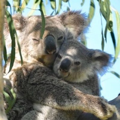 ShelleyKofsky's profile picture. 