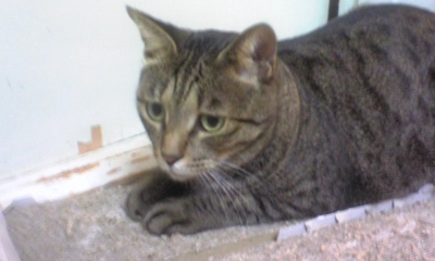 Geppy1959's profile picture. 28年間のサラリーマン生活を卒業。充電が命で環境に優しい電動車輌の手助けをしてゆければと… 電池関連のビジネスで起業。西宮出身で阪神タイガースをこよなく愛し、これからも大きな声で応援し続けます。2匹のにゃんこと戯れ、おいしいモノでも見つけたら、たまにはつぶやいてみよっかな!?