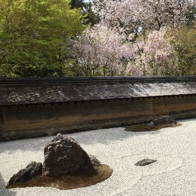 龍安寺の庭 今朝の石庭 桜の春から新緑の春に変わる今 命の息吹を 枯山水の方丈庭園を通して 見る 龍安寺 石庭 京都 桜 新緑 枯山水 龍安寺の庭 今朝の石庭 桜の春から新緑の春に変わる今 命の息吹を 枯山水の方丈庭園を通して 見る 龍安寺 石庭 京都 桜 新緑 枯山水