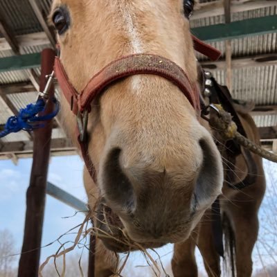 H_HorseRanch Profile Picture