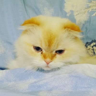 aleXXX_tail's profile picture. Серёжа, почему ты такой мудак?