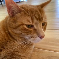 Dominic Esposito (@domespo) 's Twitter Profile
