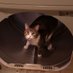 Disco Tha Cat (@discokirby) Twitter profile photo Disco Tha Cat (@discokirby) Twitter profile photo